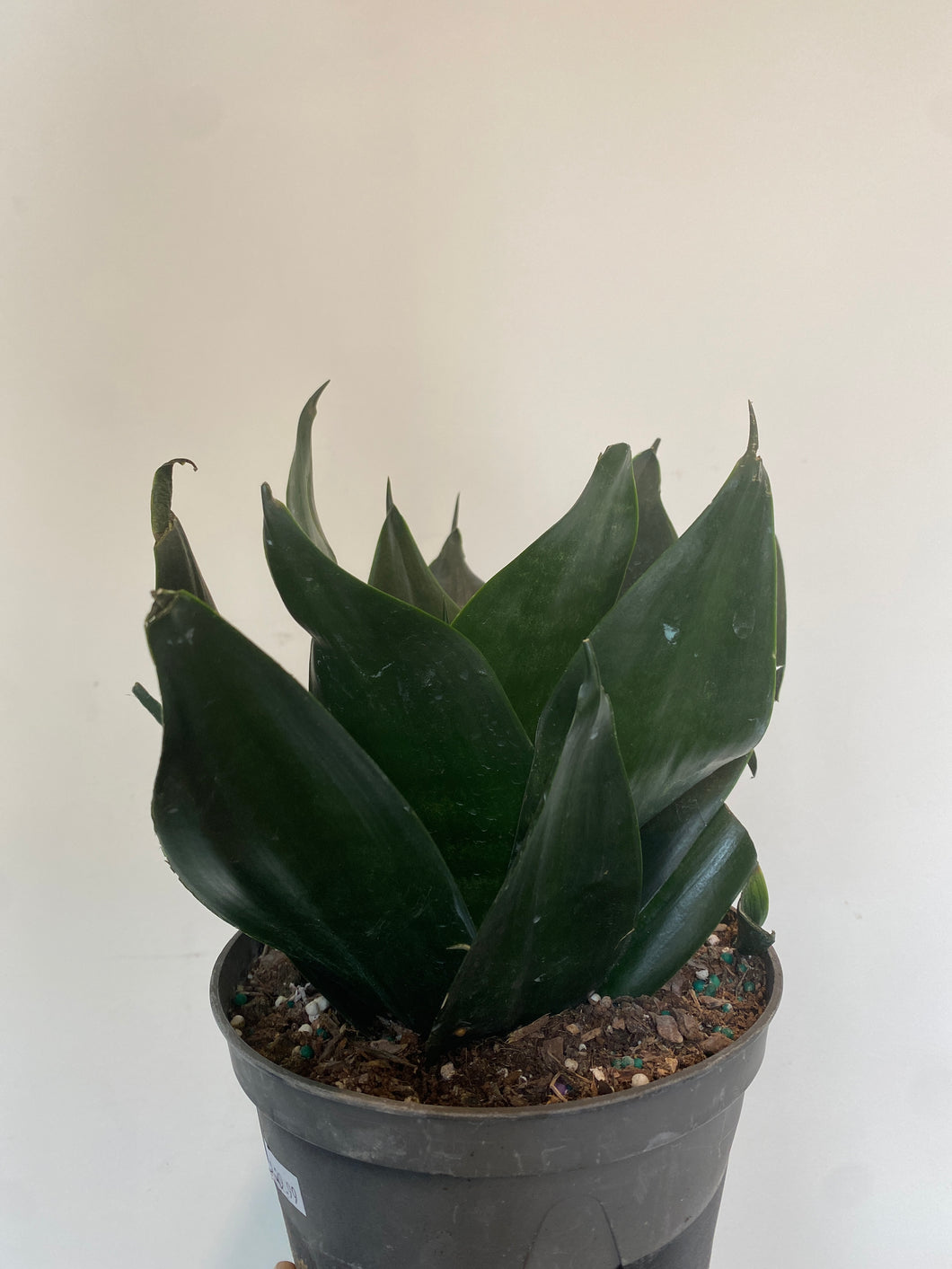 Sansevieria Hahnii Jade