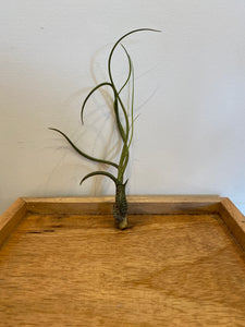 Tillandsia bulbosa