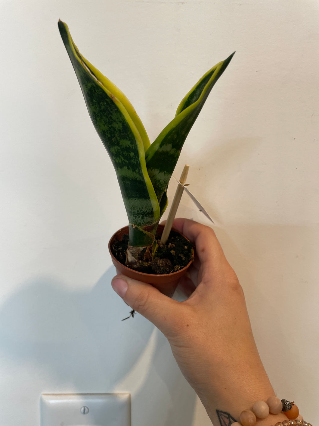 Sansevieria Laurentii