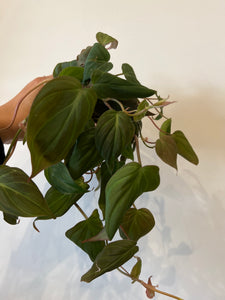 Philodendron Micans