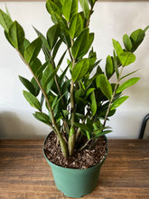 Load image into Gallery viewer, Zamioculcas  &quot;ZZ&quot;
