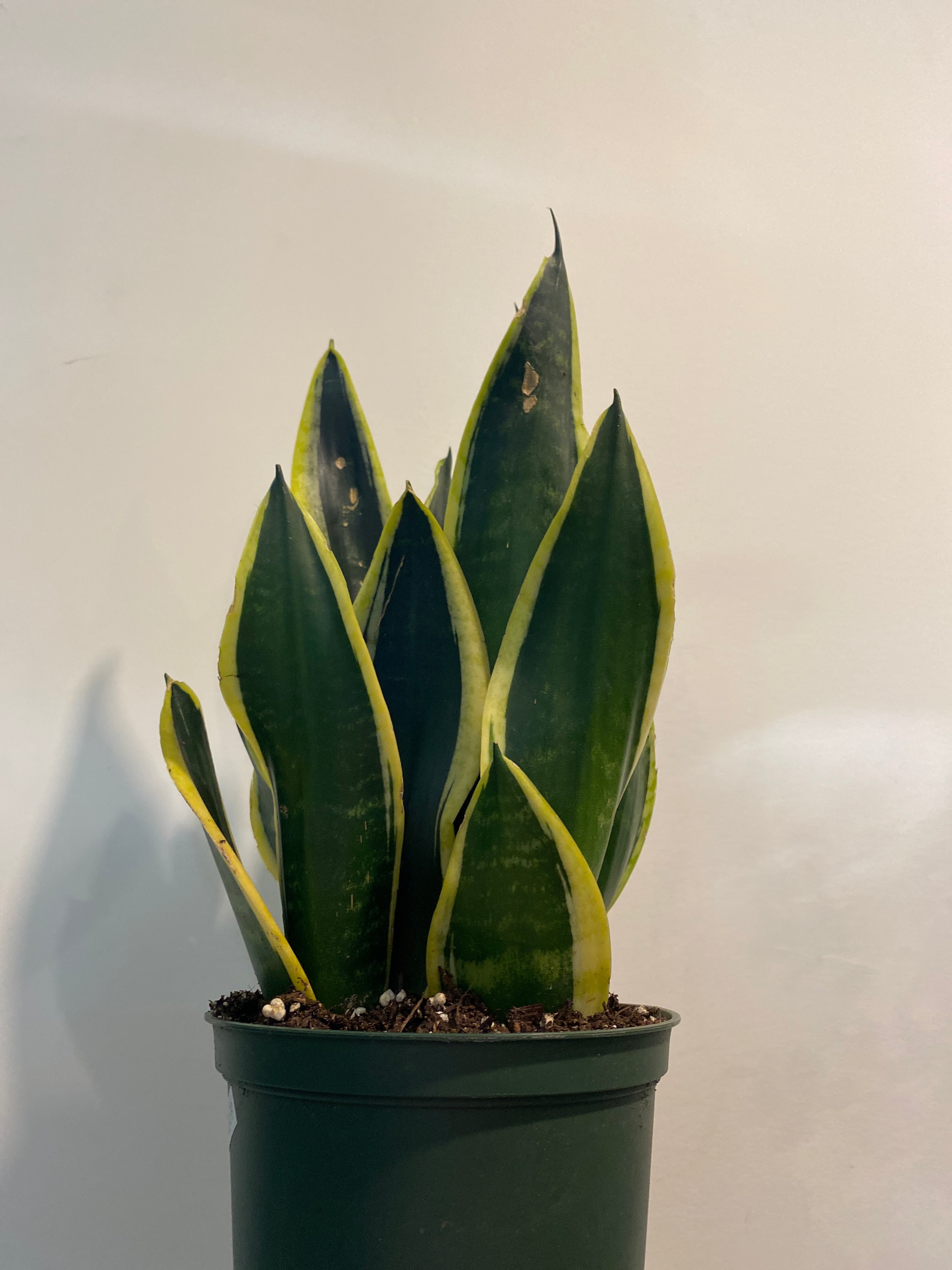 Sansevieria snake plant Black Gold  The Little Big Plant Co