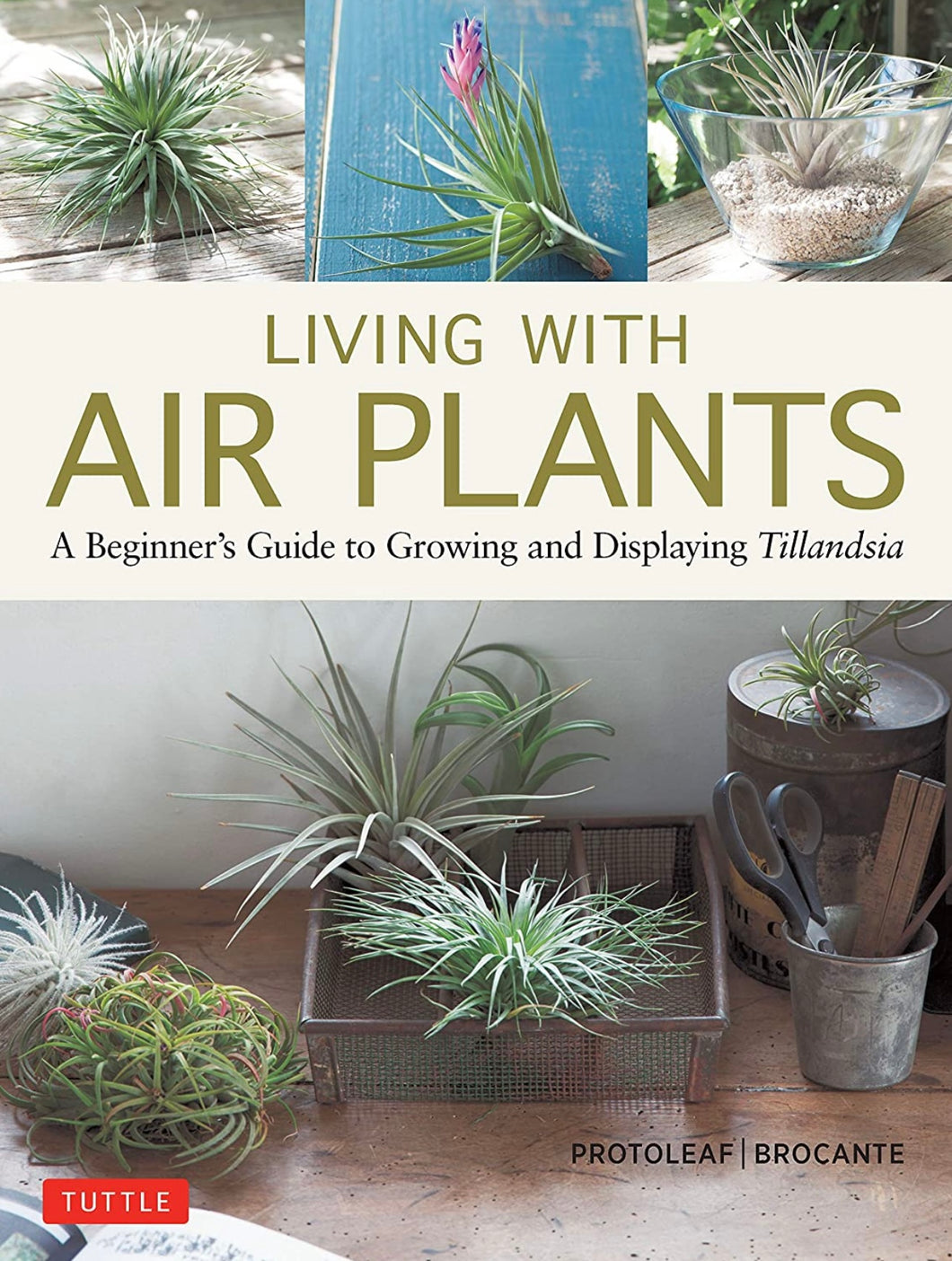 Living with Air Plants