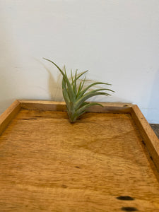 Tillandsia harrisii small