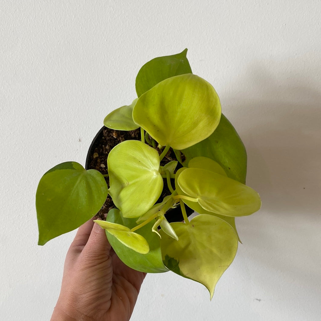 neon vs lemon lime philodendron Philodendron Lemon Lime – The Little Big Plant Co