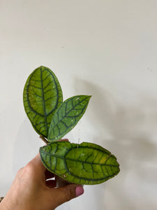 Hoya Callistophylla short leaf