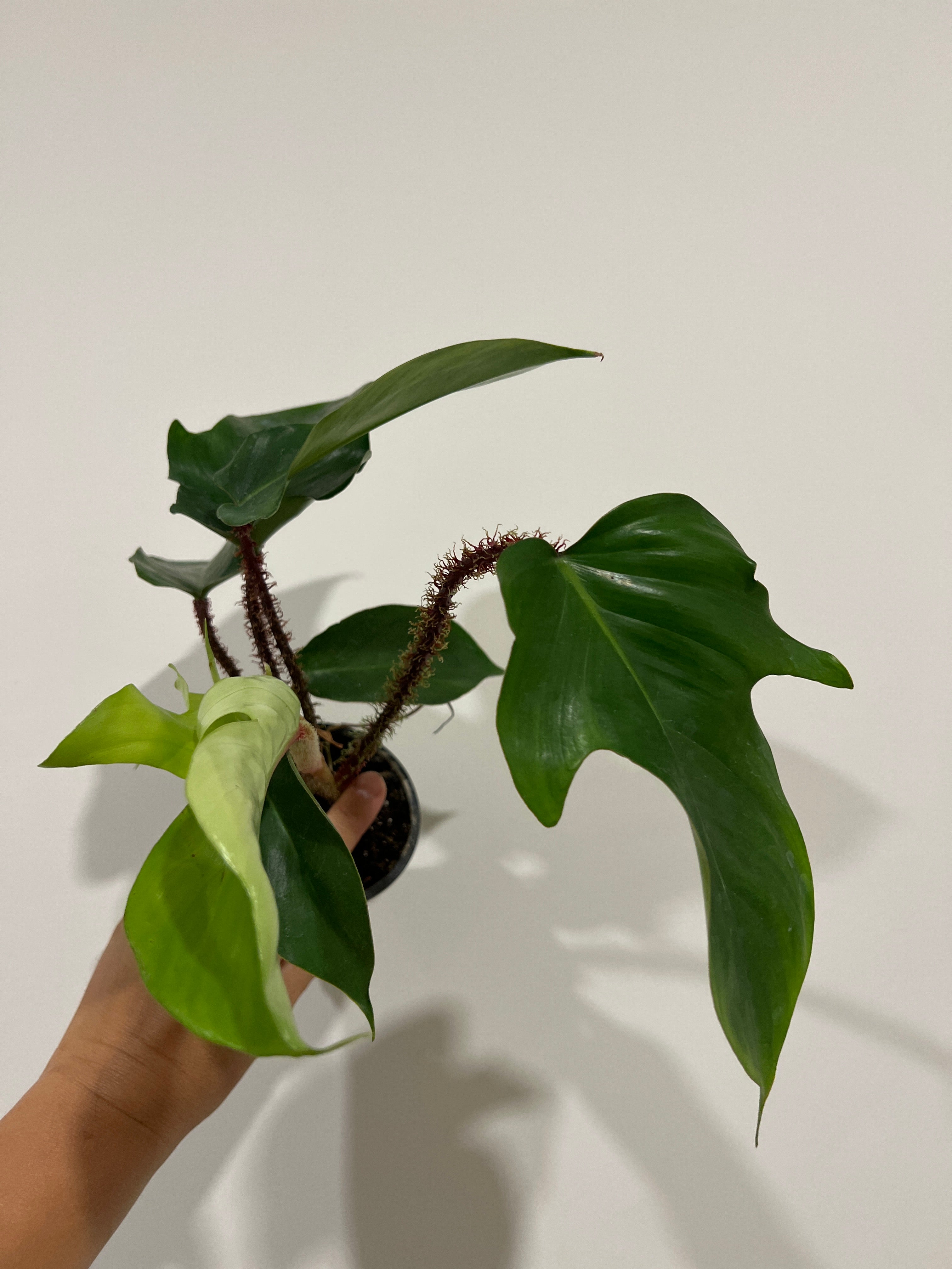 philodendron squamiferum hairy Philodendron Squamiferum Hairy – The Little Big Plant Co
