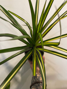 Dracaena Kiwi