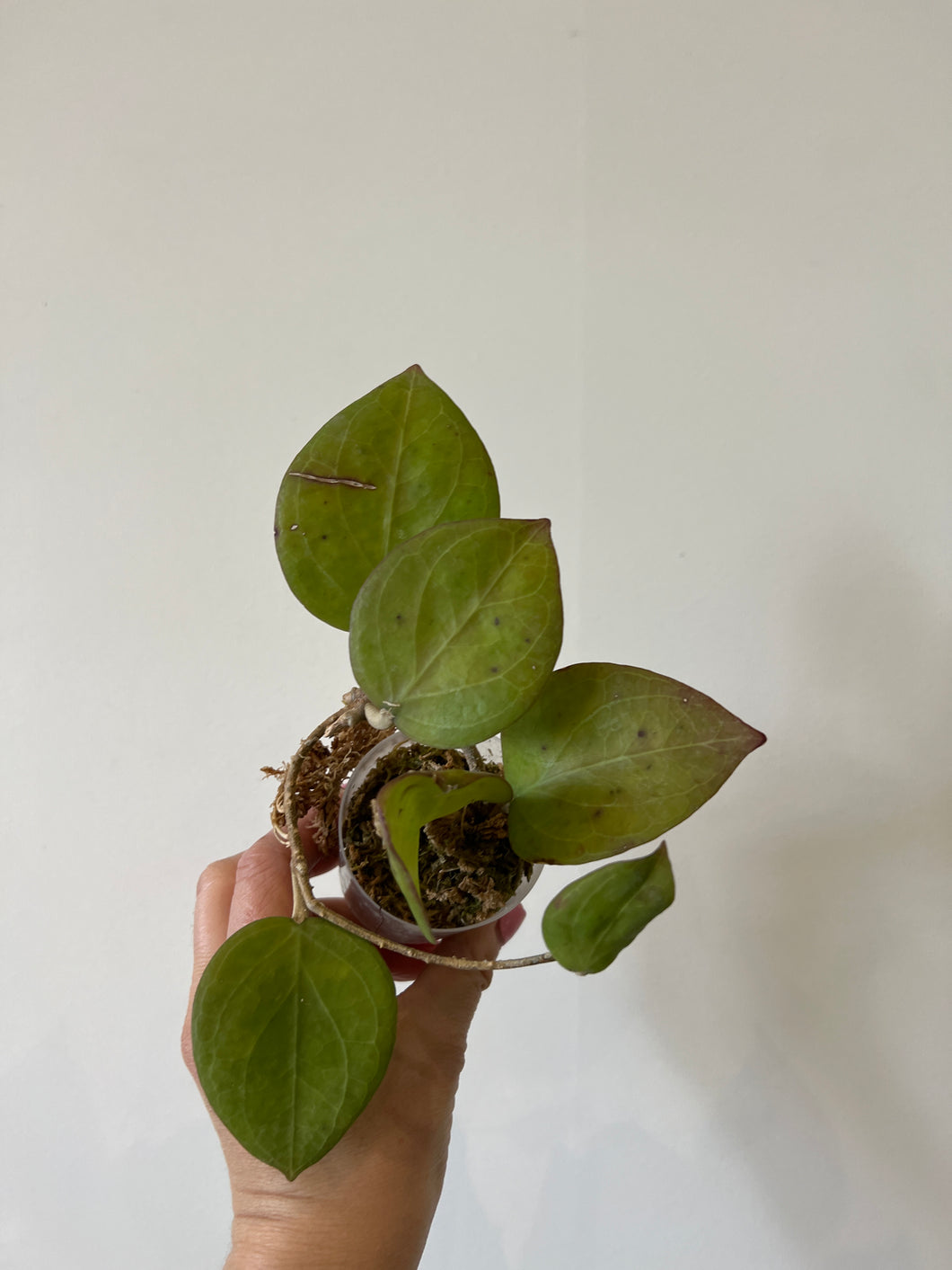 Hoya Glabra