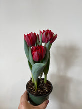 Load image into Gallery viewer, Tulip
