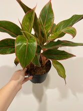 Load image into Gallery viewer, Chinese Evergreen Red Siam
