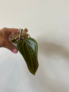 Hoya Macrophylla Red