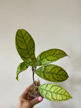 Load image into Gallery viewer, Hoya Callistophylla short leaf
