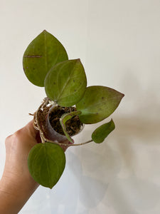 Hoya Glabra