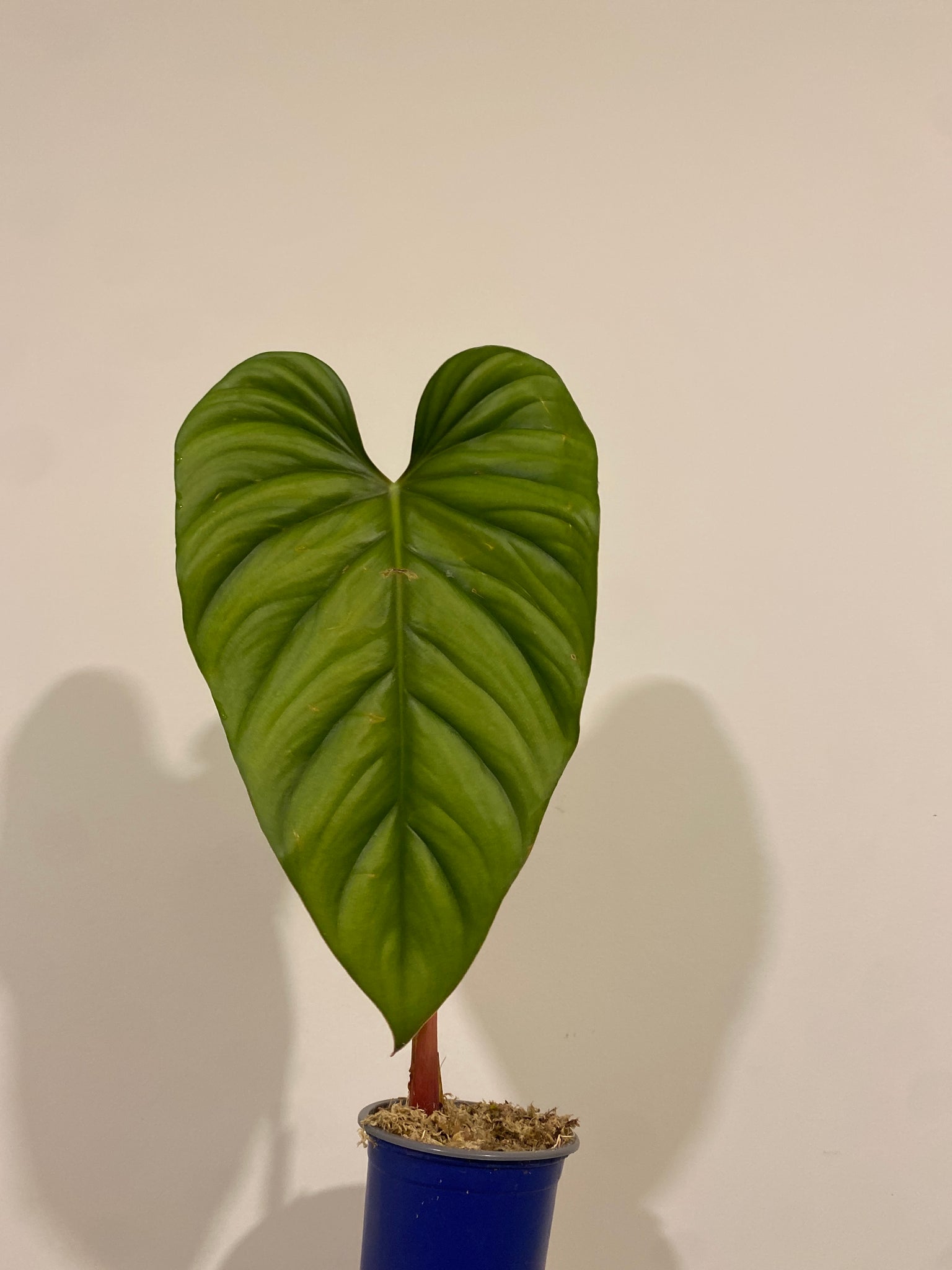sp silver philodendron Philodendron Sp Silver – The Little Big Plant Co