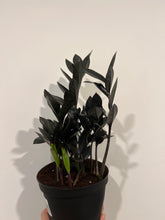 Load image into Gallery viewer, ZZ Raven (Zamioculcas)
