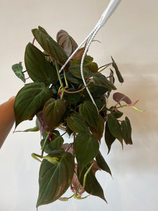 Philodendron Micans