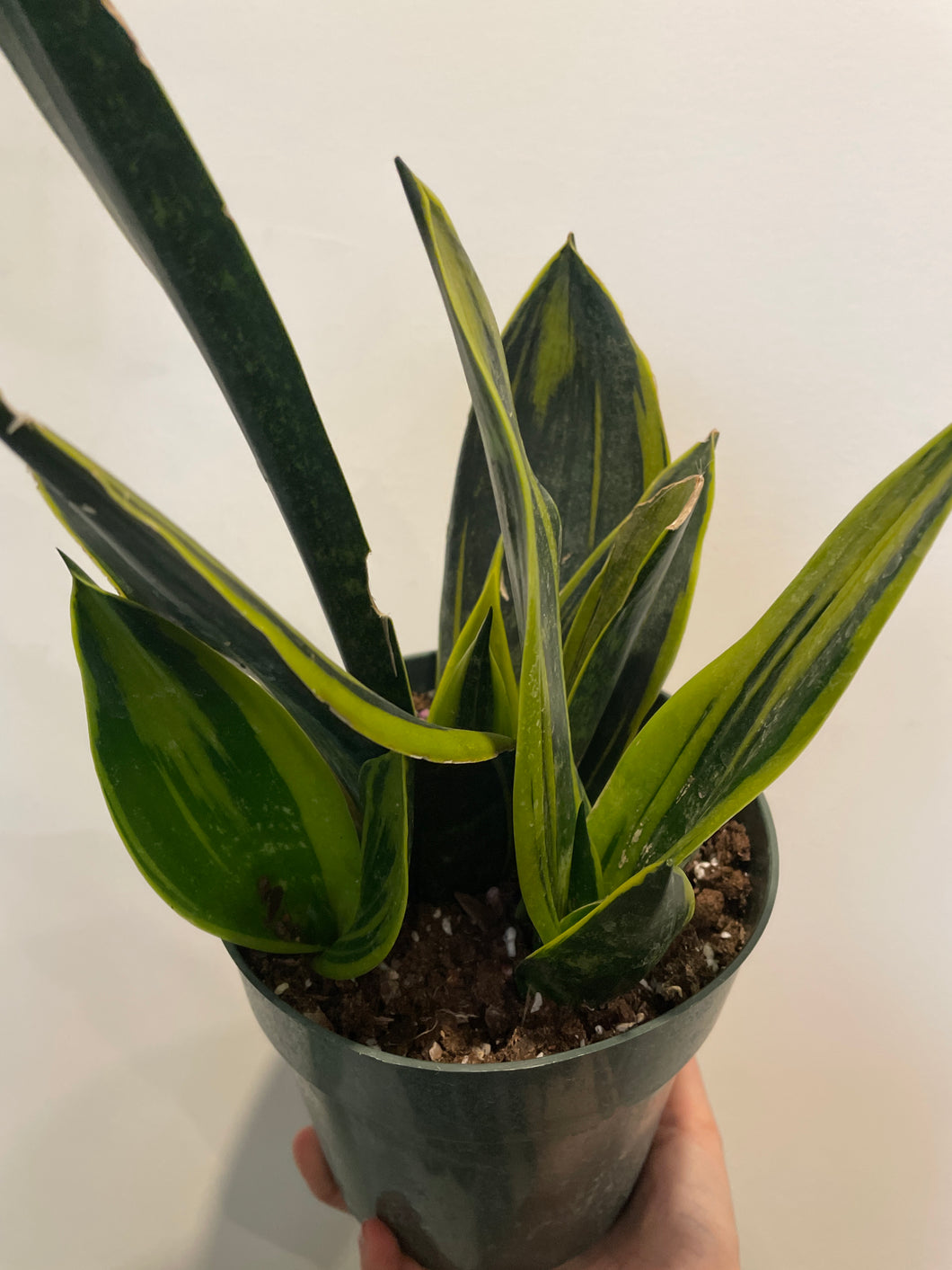 Sansevieria gold flame