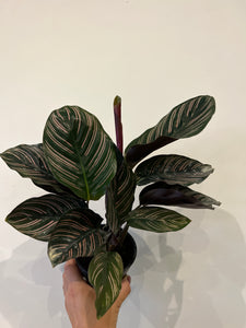 Calathea Ornata