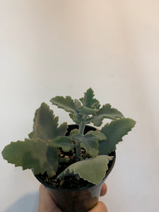 Succulent