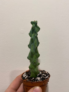 Myrtillocactus geometrizans Fukurokuryuzinboku "Booby Cactus"