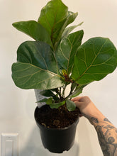 Load image into Gallery viewer, Ficus Lyrata Bush Style
