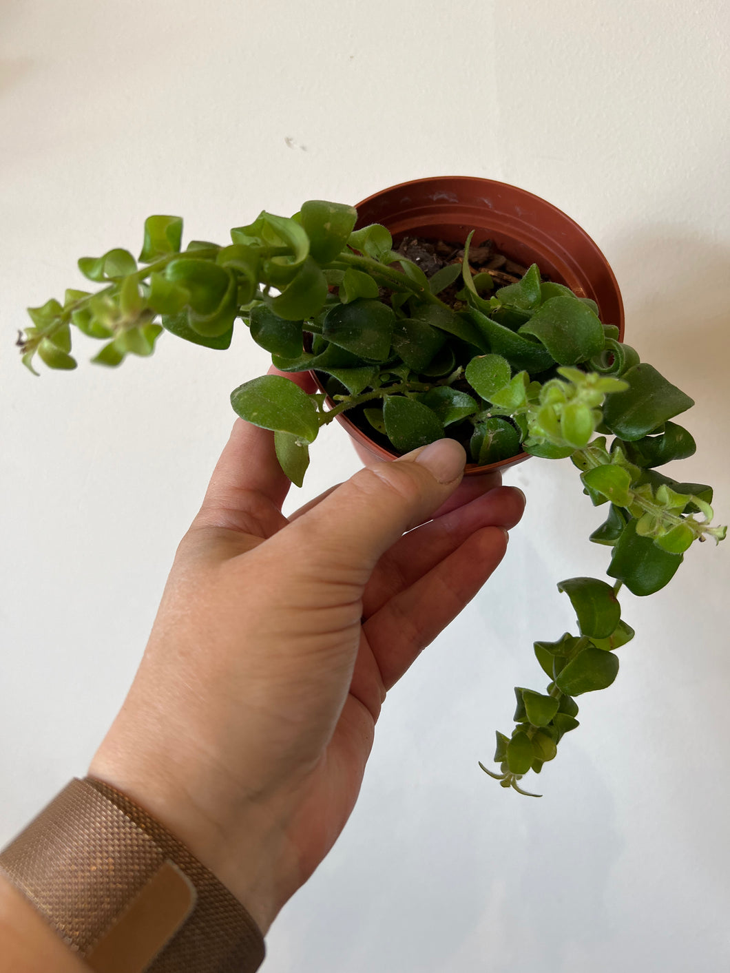 Lipstick Plant Curly “Rasta”