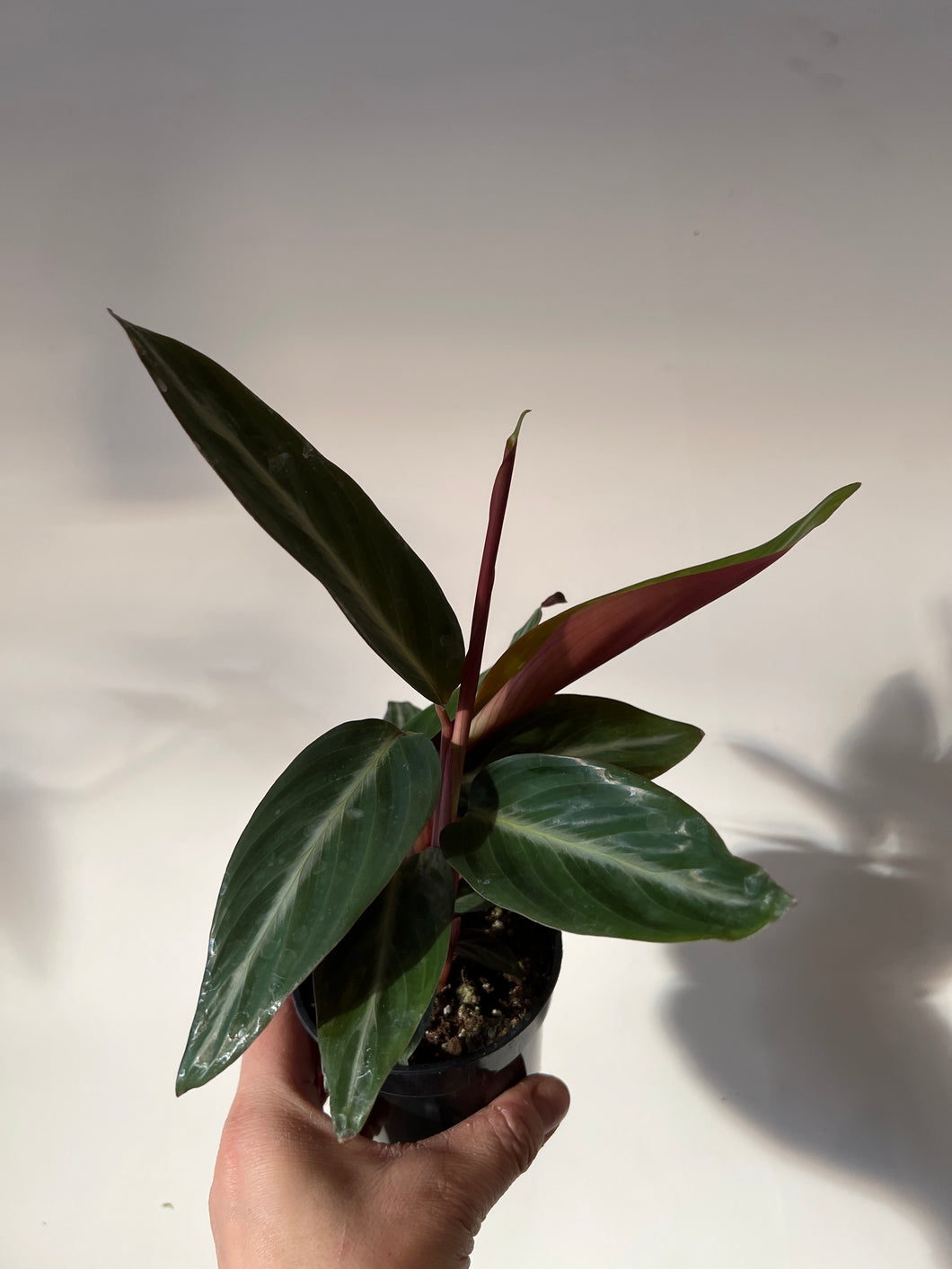 Stromanthe Triostar Sanguinea green