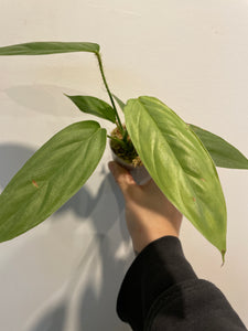 Philodendron Genevieveanum