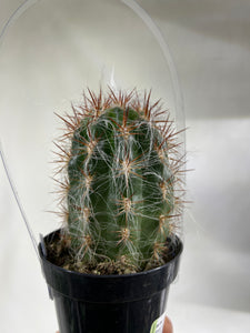 Old Man of the Andes Cactus