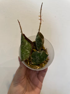 Hoya Imbricata