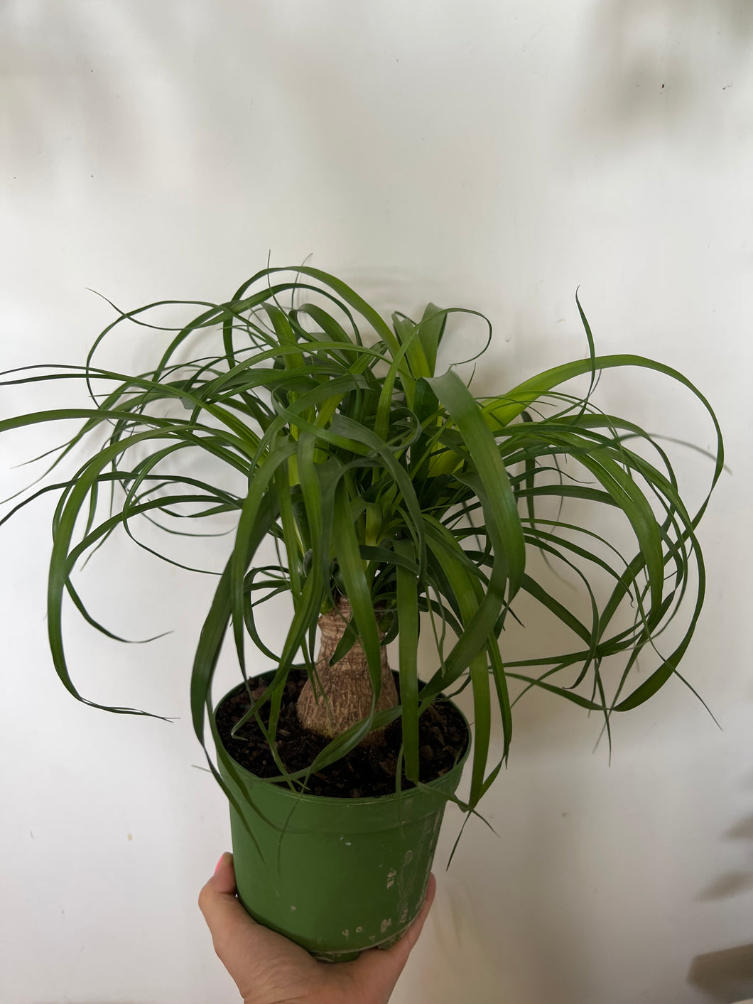 Ponytail Palm