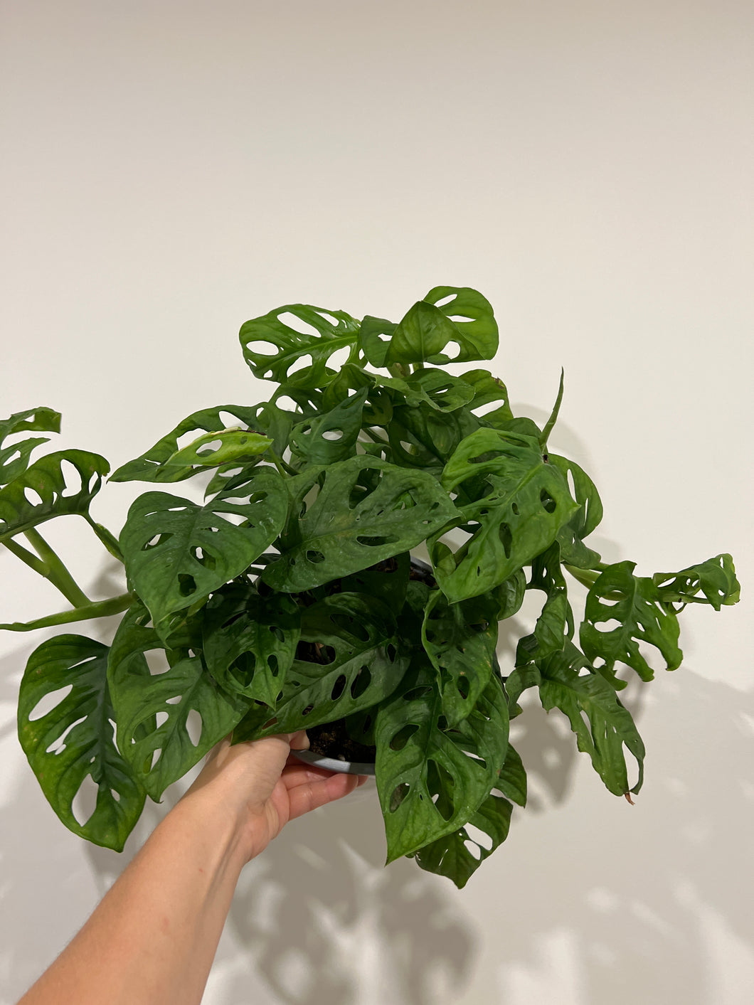 Monstera Adansonii Basket (Swiss cheese)