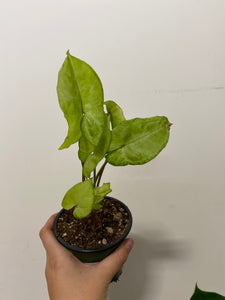 Syngonium white 4”