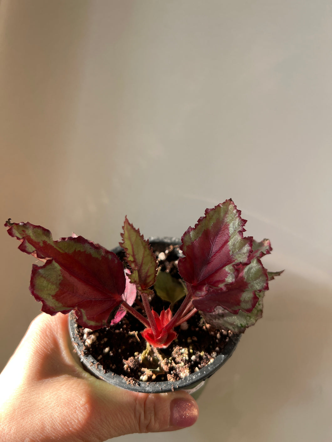 Rex begonia “stained glass”