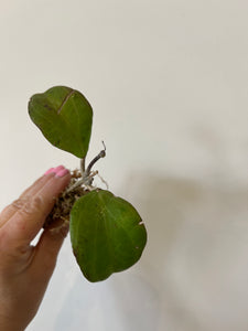 Hoya Hellwigiana