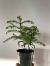 Load image into Gallery viewer, Norfolk Pine
