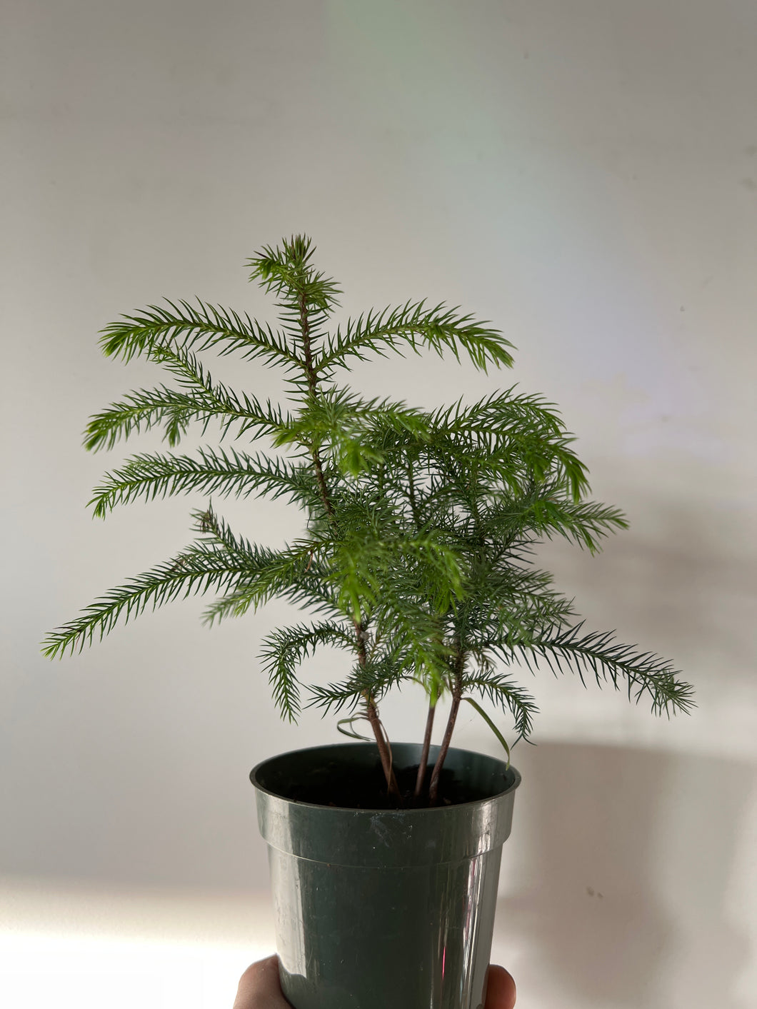 Norfolk Pine