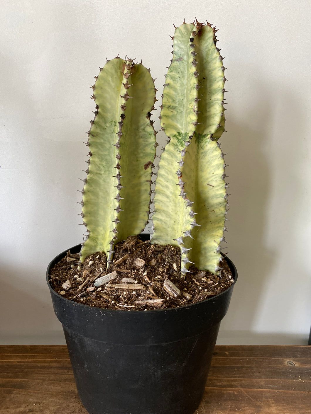 Euphorbia Cactus