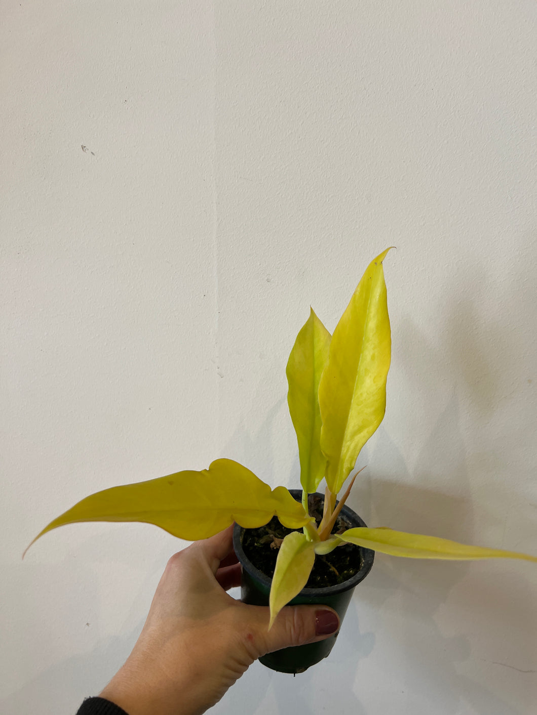 philodendron golden xanadu Philodendron Golden Xanadu – The Little Big Plant Co
