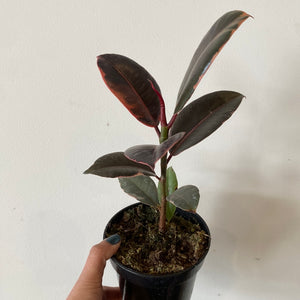 Ficus Elastica "Ruby"
